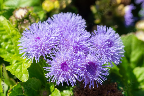 Close-up of small, purple flowers, Ageratum Houstonianum, also know as Floss flower, Pussy Foot, or Blue mink. photo