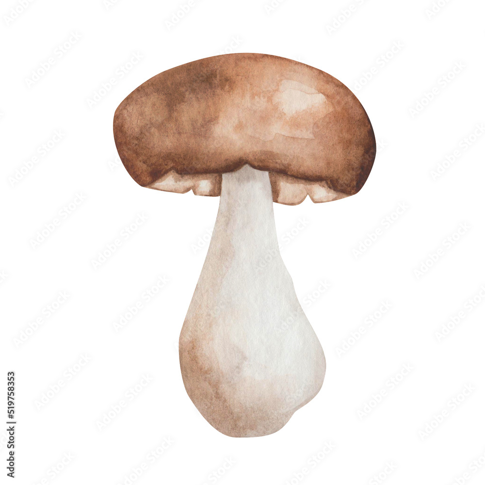 Watercolor illustration of hand painted mushroom champignon of brown, beige, white colors. Edible fungus. Forest plant. Isolated on white food clip art for autumn fabric textile prints, postcards Watercolor illustration of hand painted mushroom champignon of brown, beige, white colors. Edible fungus. Forest plant. Isolated on white food clip art for autumn fabric textile prints, postcards