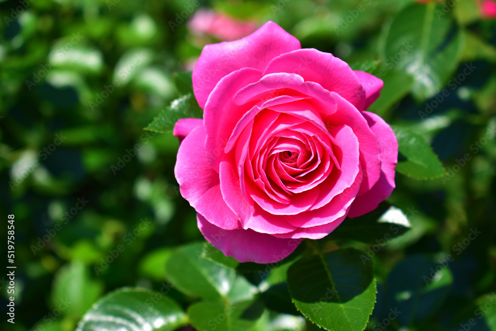Pink rose close-up on a background of green leaves. Floral natural background. Summer day. Flowering and fragrance. Beauty in nature. Pink rose close-up on a background of green leaves. Floral natural background. Summer day. Flowering and fragrance. Beauty in nature.