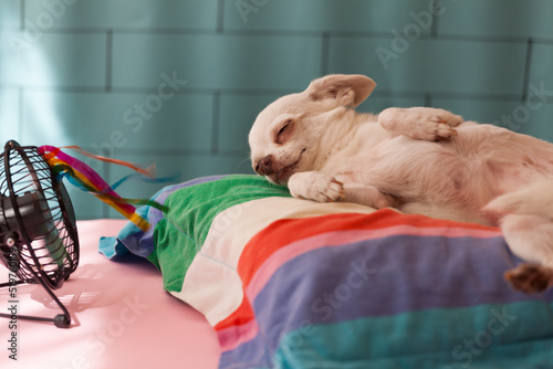 small white chihuahua lying in front of the fan on a multicolored cushion, heat wave, pet care photo