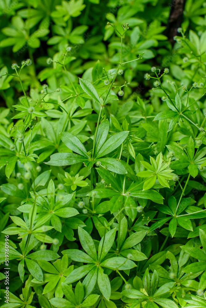 Fresh Woodruff plant, the leaves of the woodruff plant Fresh Woodruff plant, the leaves of the woodruff plant