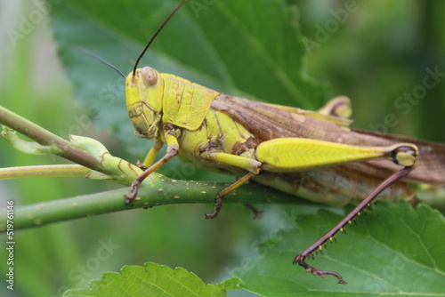 a green grasshopper on the branch of a tree