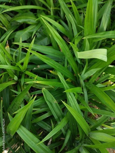 grass