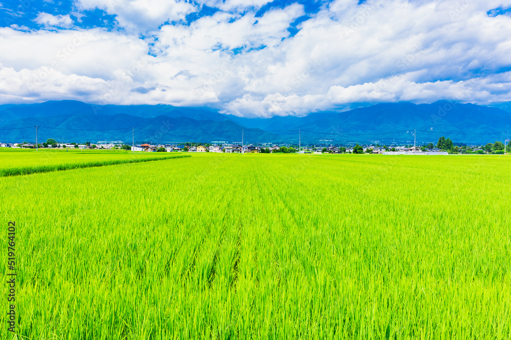Obraz premium 夏の信州 安曇野の田園風景