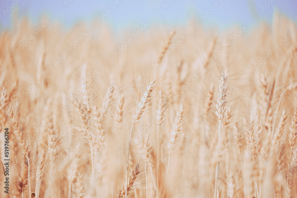 Pastel colors wheat field against the blue sky. Agricultural crop background Pastel colors wheat field against the blue sky. Agricultural crop background