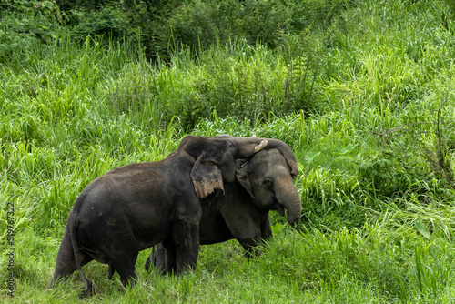 Asia Elephant in Thailand  Asia Elephants in Chiang Mai. Elephant Nature Park  Thailand