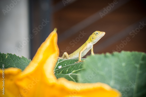 Slika na platnu Yellow  Thai Chameleon on leaf , Reptile in Thailand