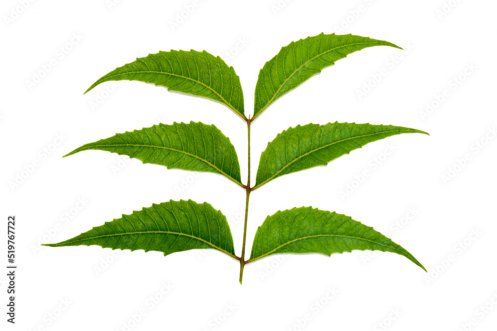 Neem Leaves Near Me Essentials