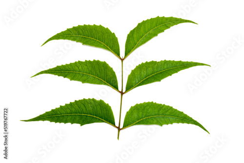 Medicinal neem leaves isolated on white background