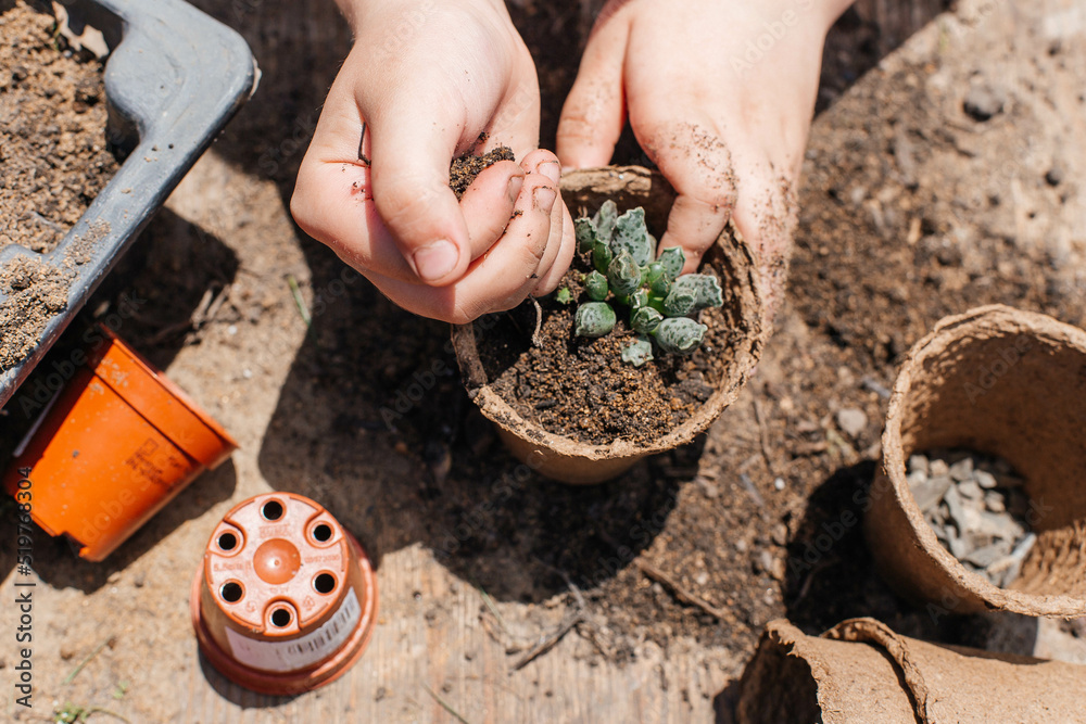 Happy little child planting a succulent flower in the garden. Repotting houseplants. Concept of spring time, hobbies, caring for houseplants Happy little child planting a succulent flower in the garden. Repotting houseplants. Concept of spring time, hobbies, caring for houseplants