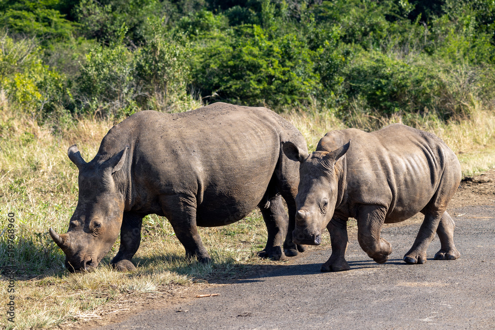 Fototapeta premium rhino in the wild