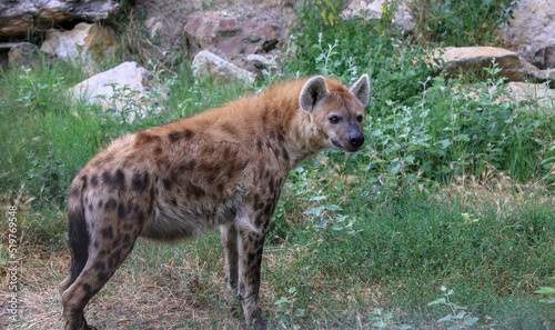 Dangerous hyena in nature