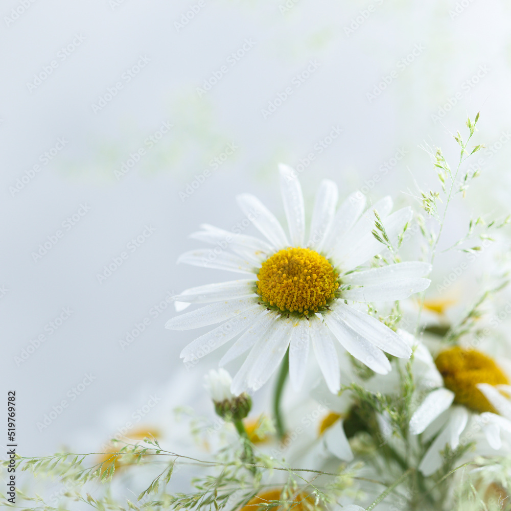 Fototapeta premium Daisy or chamomile flowers in bloom, wild bouquet with grass