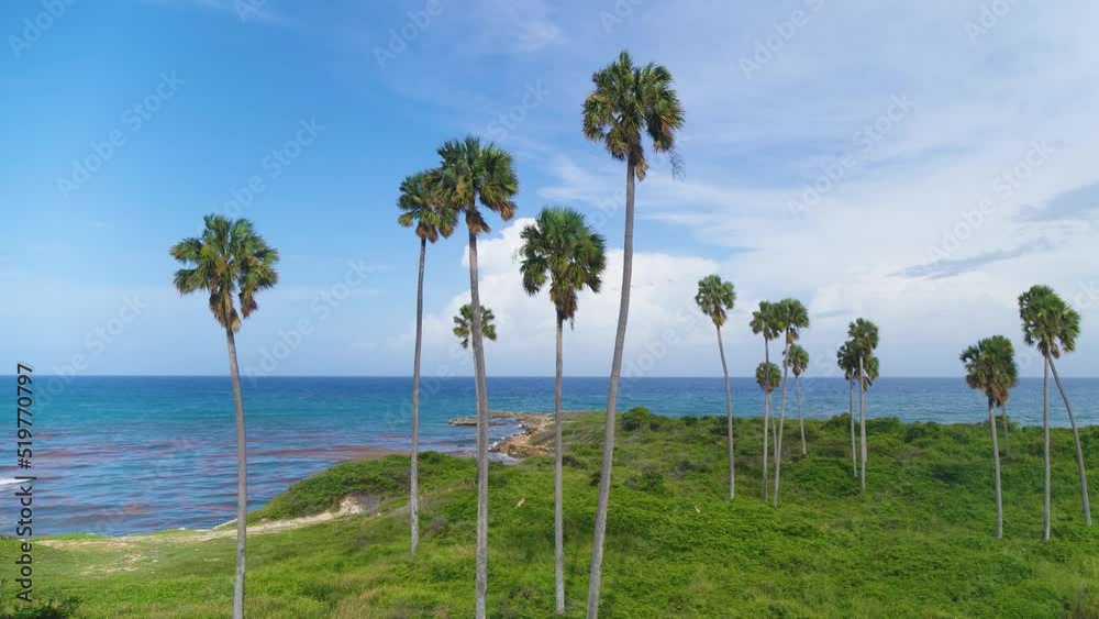 Wild tropical beach with palm trees against the background of the sea in the early morning. Coast of the Atlantic Ocean with exotic trees and plants. Tropical beach landscape. Wild tropical beach with palm trees against the background of the sea in the early morning. Coast of the Atlantic Ocean with exotic trees and plants. Tropical beach landscape.