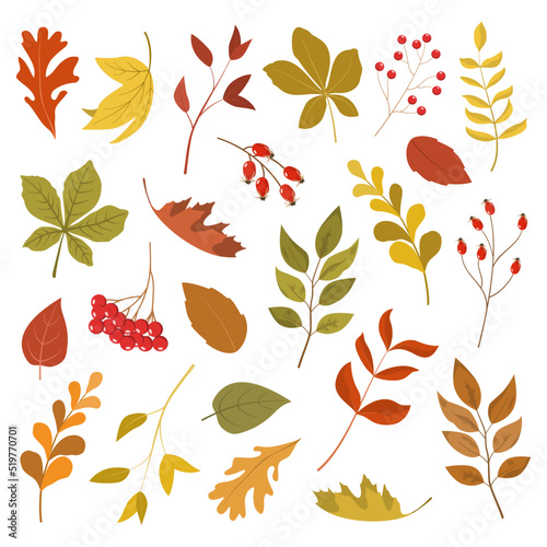 Colorful autumn leaves and berries collection. Isolated on white background. Cartoon flat style vector illustration.