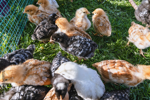 Free range chickens on a farmyard, Mazowsze region, Poland © Fotokon