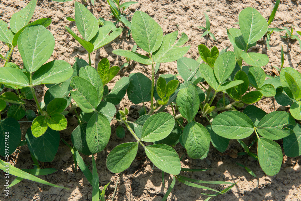 Soy grows in field of farmland, beginning of June, first shoots. Legumes and oilseeds crops, industrial theme. Soy grows in field of farmland, beginning of June, first shoots. Legumes and oilseeds crops, industrial theme.