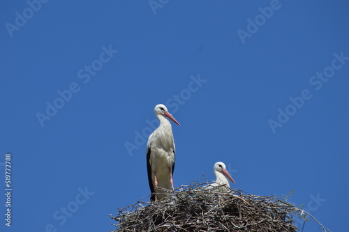 white storks in the nest