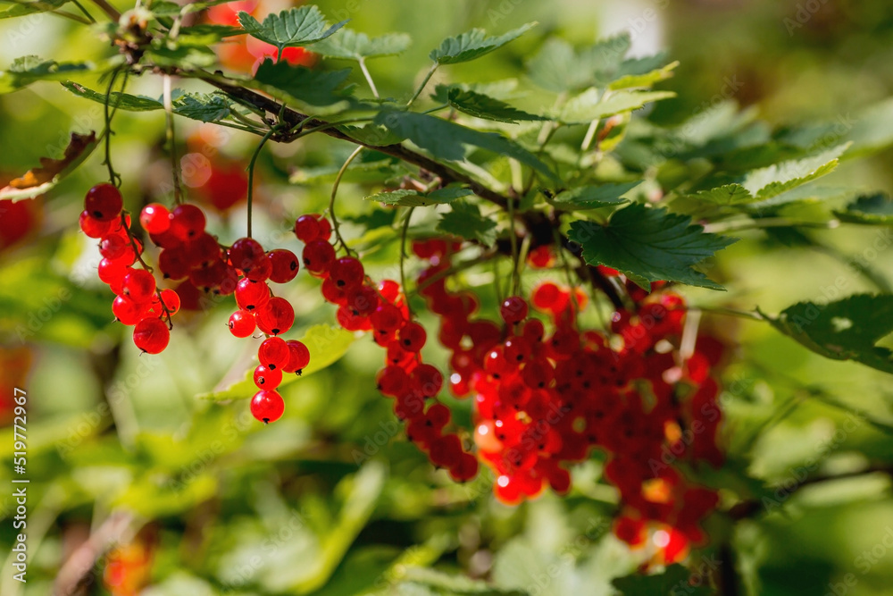 Red currant on a bush branch in the garden at dawn. The glow from the sun. Garden useful summer berry. The concept of healthy eating.  Vitamins and diet.