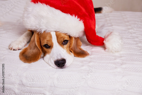 A beagle dog in a Santa Claus hat is lying on the bed. Christmas Eve. © Viktoriya