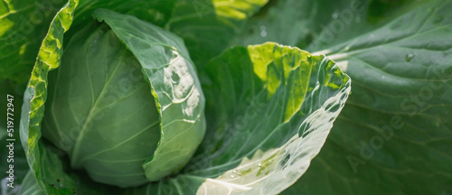 Foto Cabbage, organic vegetable garden without chemicals