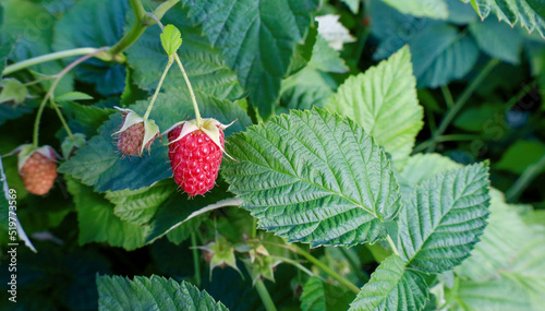 Raspberries on a bush among green leaves