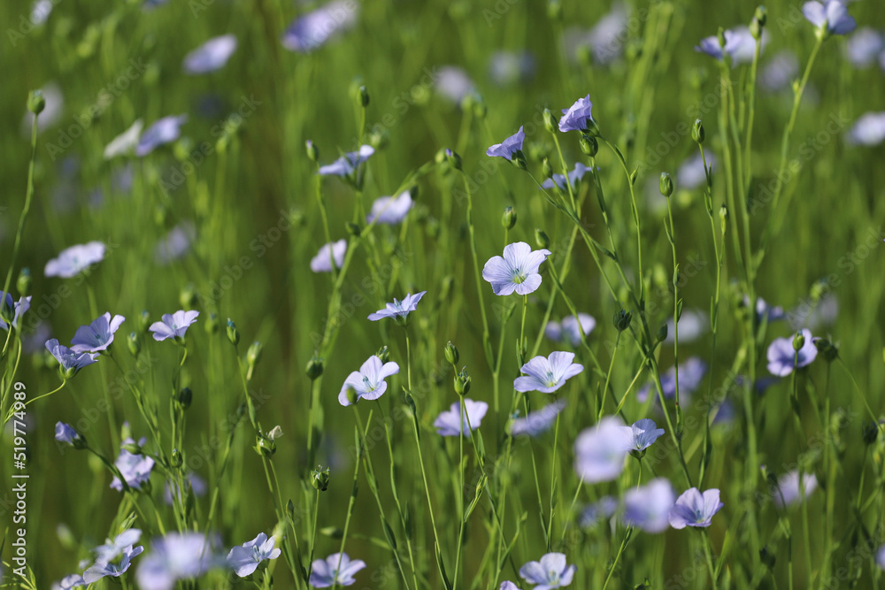 Fototapeta premium blue flowers in the grass