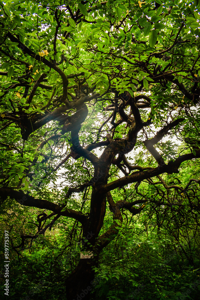 Fototapeta premium tree in the forest