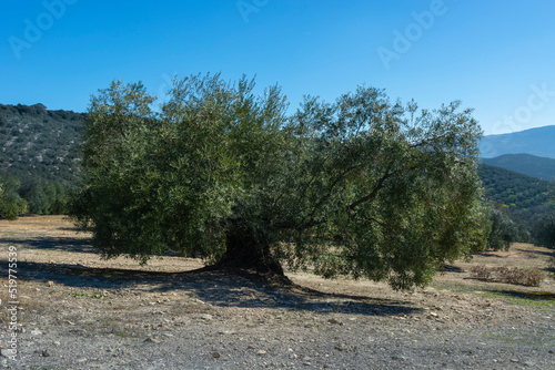 centenary olive trees in the countryside of andalucia, olive forest, extra virgin olive oil