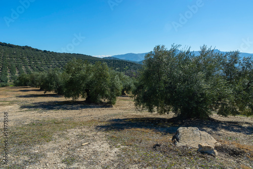 centenary olive trees in the countryside of andalucia, olive forest, extra virgin olive oil