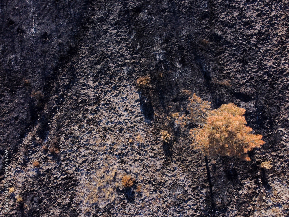 forest burnt by a summer forest fire in Spain forest burnt by a summer forest fire in Spain