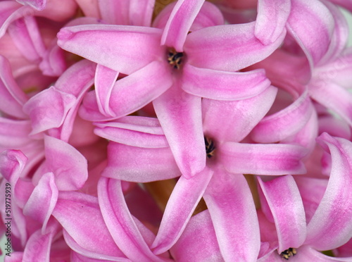hyacinth flowers macro pink background © Sanja