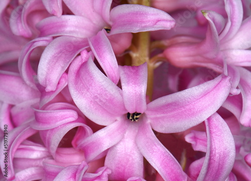 hyacinth flowers macro pink background © Sanja