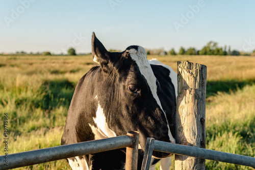 Farm cow in the meadow near the fence. © Iaroslava Zolotko