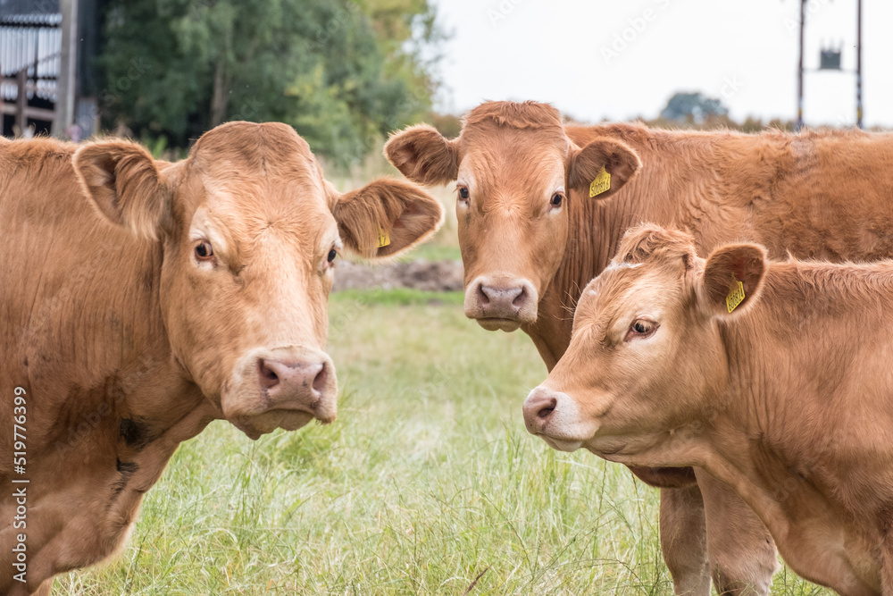 Group of cows in a field
