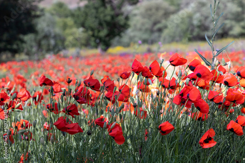 Field of red poppies in spring