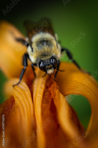 Bee on orange lily