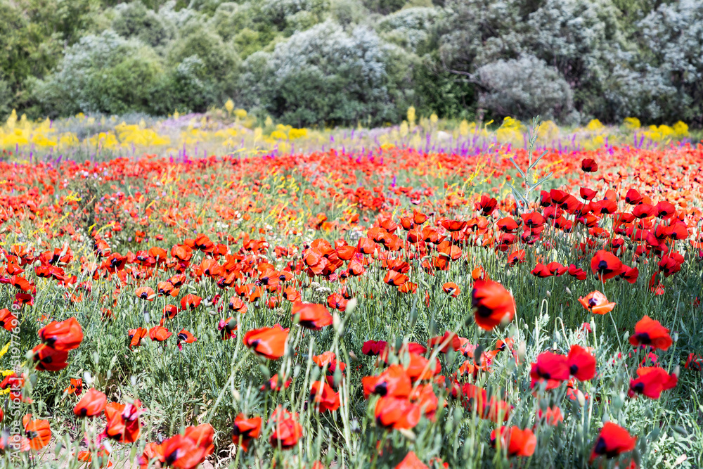 Field of red poppies in spring