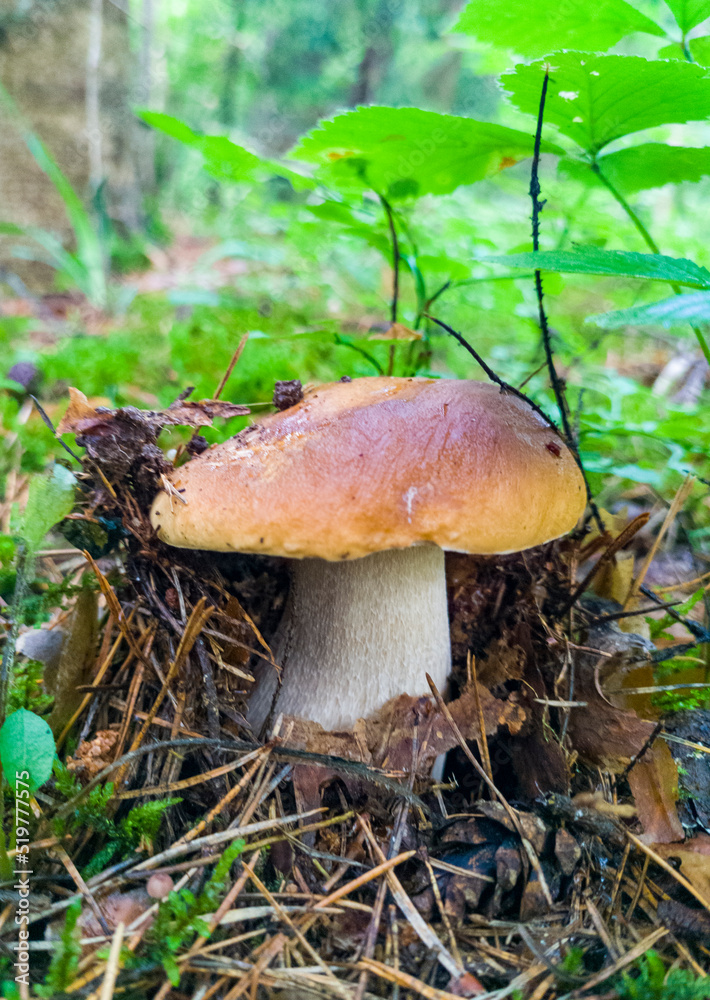 Edible growing summer mushroom in the forest. Eco vegan food. Close-up macro photography Edible growing summer mushroom in the forest. Eco vegan food. Close-up macro photography