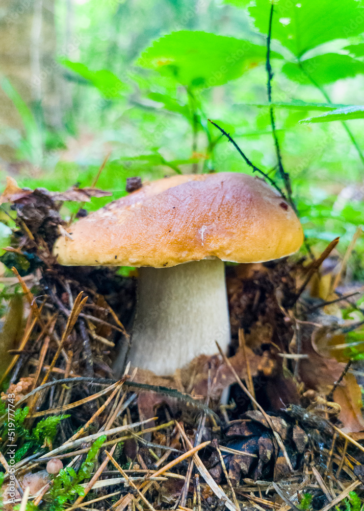 Edible growing summer mushroom in the forest. Eco vegan food. Close-up macro photography Edible growing summer mushroom in the forest. Eco vegan food. Close-up macro photography