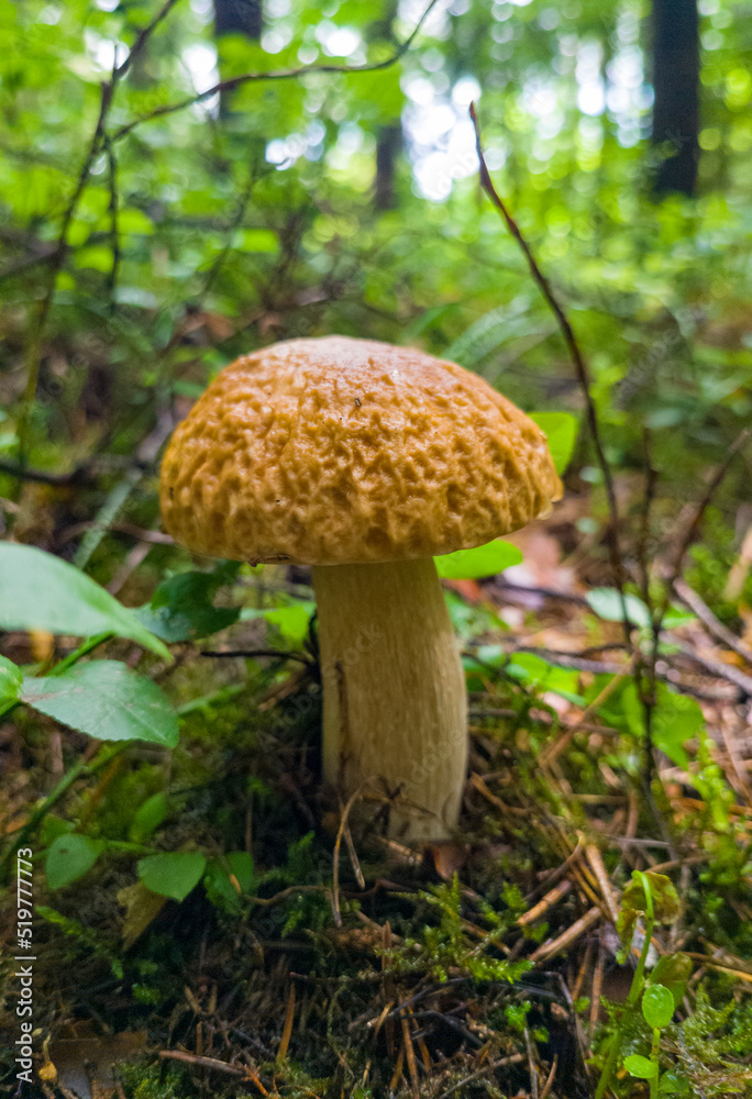 Edible growing summer mushroom in the forest. Eco vegan food. Close-up macro photography Edible growing summer mushroom in the forest. Eco vegan food. Close-up macro photography