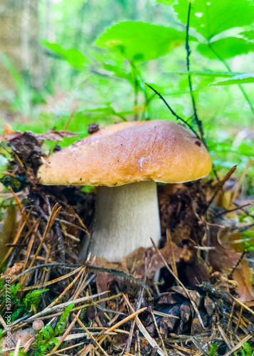 Edible growing summer mushroom in the forest. Eco vegan food. Close-up macro photography
