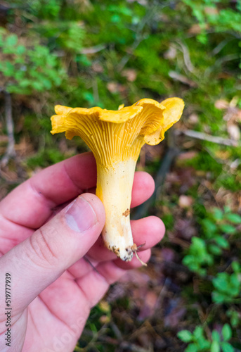 Edible summer mushroom in hand in the forest. Eco vegan food. Close-up macro photography