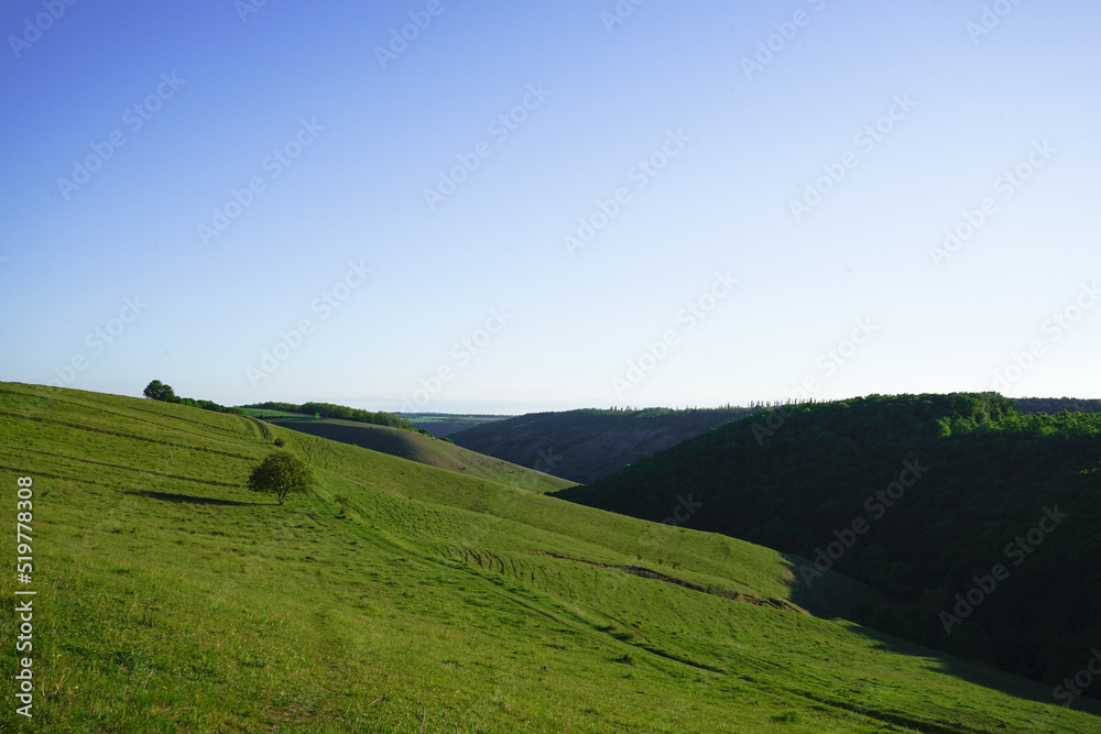 Summer landscape with hilly green field and forest in the distance