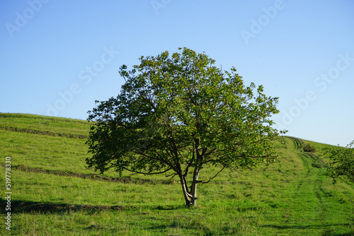 Green tree in the meadow on a sunny spring day