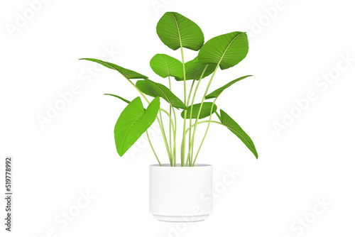 3d illustration of tropical plant in a white pot on a white background.