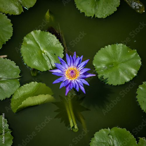 Flor de loto color azul en estanque tranquilo photo
