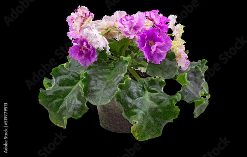 Flowering Plant Violet Variety Green Rose (Russian). Isolated On Black Background photo