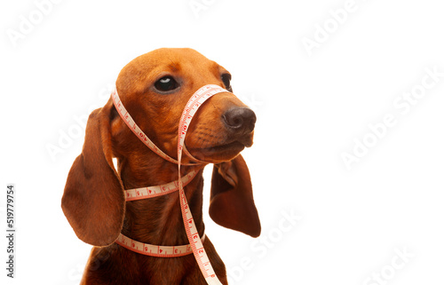 image of dog white background 
