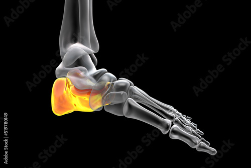 Human foot anatomy. Calcaneus bone of the foot photo